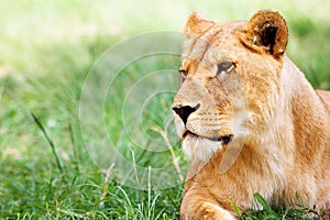 Young Lioness lying down in the grass
