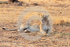 Young lioness lying down in shade to rest after feeding