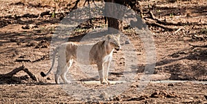 Young Lioness (Panthera Leo) at a water hole in Kruger National Park