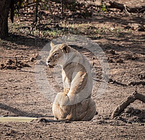 Young Lioness (Panthera Leo) at a water hole in Kruger National Park