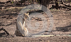 Young Lioness (Panthera Leo) at a water hole in Kruger National Park