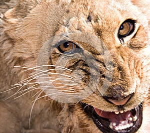 Young lioness snarling