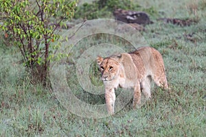 Young Lioness stalking through the grass