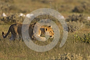 Young Lioness stalking her prey photo