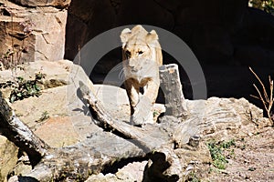 young lioness walking over stones looking at the viewer. Animal photo of a predator