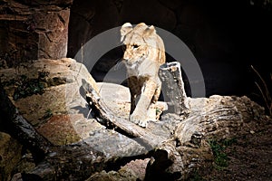 young lioness walking over stones looking at the viewer. Animal photo of a predator