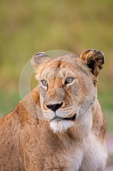 Young lioness yawns and relaxes in the Masai Mara