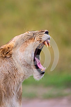 Young lioness yawns and relaxes in the Masai Mara