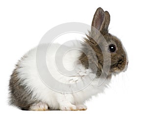 Young Lionhead rabbit, 2 months old