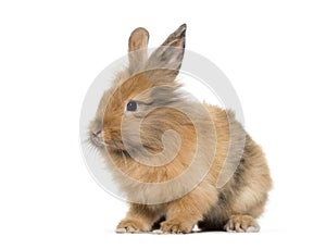 Young Lionhead rabbit, four months old sitting against white