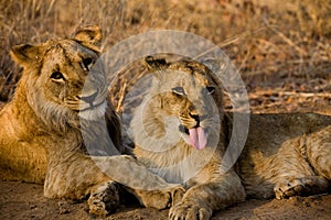 Young lions photo