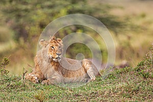 Young lions of the Marsh Pride relax in the grass of the Masai Mara