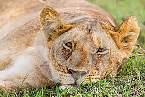 Young lions of the Marsh Pride relax in the grass of the Masai Mara