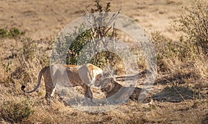 Young Lions in National park Maasai Mara - Kenya