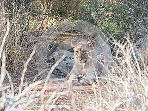 Young lions, panthera leo. Madikwe Game Reserve, South Africa