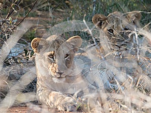 Young lions, panthera leo. Madikwe Game Reserve, South Africa