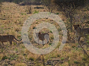 Young lions, panthera leo. Madikwe Game Reserve, South Africa