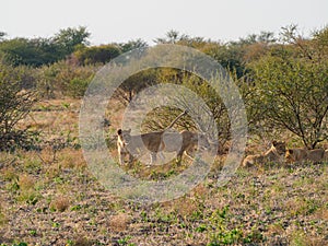 Young lions, panthera leo. Madikwe Game Reserve, South Africa