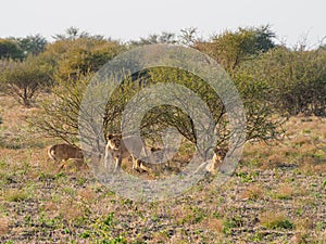 Young lions, panthera leo. Madikwe Game Reserve, South Africa