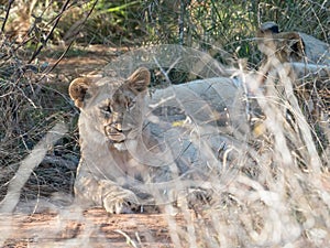 Young lions, panthera leo. Madikwe Game Reserve, South Africa