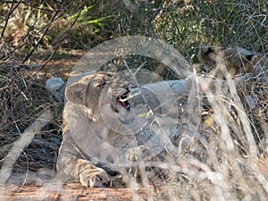 Young lions, panthera leo. Madikwe Game Reserve, South Africa