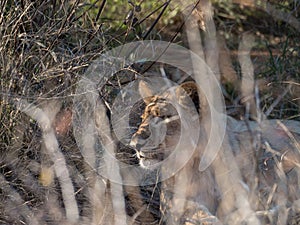 Young lions, panthera leo. Madikwe Game Reserve, South Africa