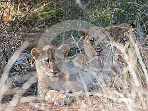 Young lions, panthera leo. Madikwe Game Reserve, South Africa