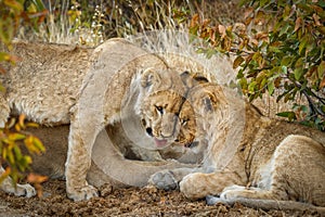 Young lions  Panthera Leo showing affection, Ongava Private Game Reserve  neighbour of Etosha, Namibia.