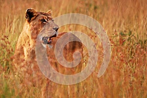 Young lions (Panthera leo) at sunrise