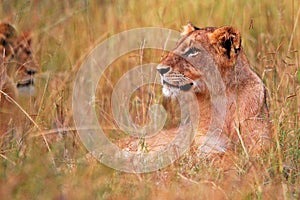 Young lions (Panthera leo) at sunrise