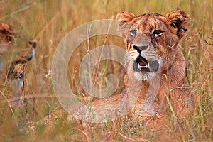 Young lions (Panthera leo) at sunrise