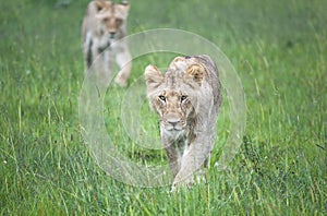 Young Lions stalking through the plains of the Masaai Mara