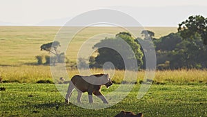 Young lions walking through lush landscape at sunset, Important Masai Mara North Conservancy protect