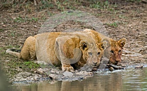 Young Lions at the watering. Kenya. Tanzania. Maasai Mara. Serengeti.