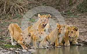 Young Lions at the watering. Kenya. Tanzania. Maasai Mara. Serengeti.