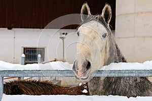 Young Lipizzan Horse standing behind metal fence