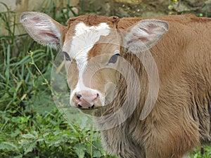 Young, the little calf