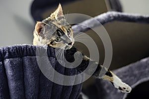 Young little cat lying in the scratching post in a hammock and hanging over the edge