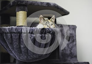 Young little cat lying in the scratching post in a hammock and looking over the edge