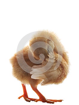 Young little chick baby preen wing plumage feather isolated on w photo