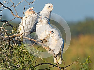 Young Little Corellas Begging