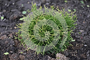 Young Little Giant Arborvitae at Nusery