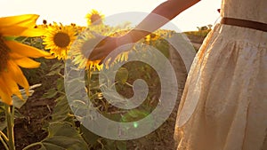 Young little girl hands walking along sunflowers field. Sun shine at background. Follow to woman going at meadow. Rear