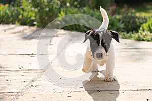 Young little Jack Russell dog puppy dogs 7.5 weeks old is running over the terrace