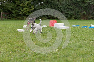 Young little Jack Russell Terrier doggy 1 year old. Little obedient dog retrieves a toy from a crowd of objects