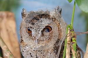 A young little Long-Eared owl sitting on a branch looking at the camera. Cute Asio Otus. A closeup of a Young owl standing on a
