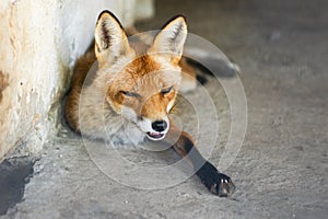 Young little lovely puppy fox sleeping. Close up portrait of red orange predator with long tail