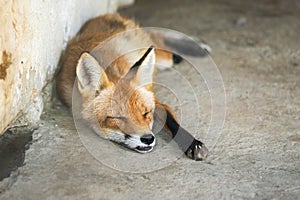 Young little lovely puppy fox sleeping. Close up portrait of red orange predator with long tail