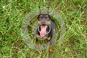 Young little miniature pinscher is playing in the park on a warm summer day