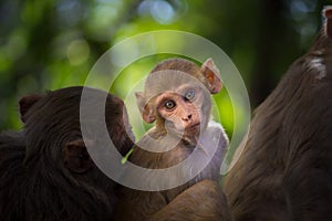 A young little Monkeyin a playful mood Looking at the Camera curiously